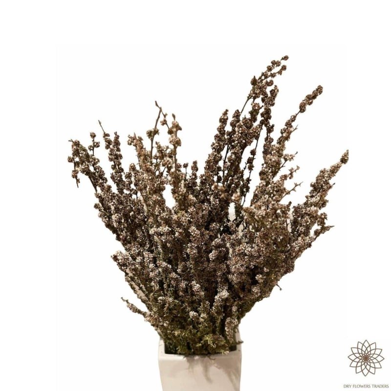 Native Tea Tree-Leptospermum scoparium - Dry Flowers Traders