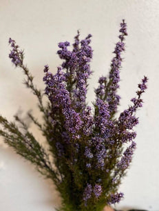 Native Tea Tree-Leptospermum scoparium - Dry Flowers Traders