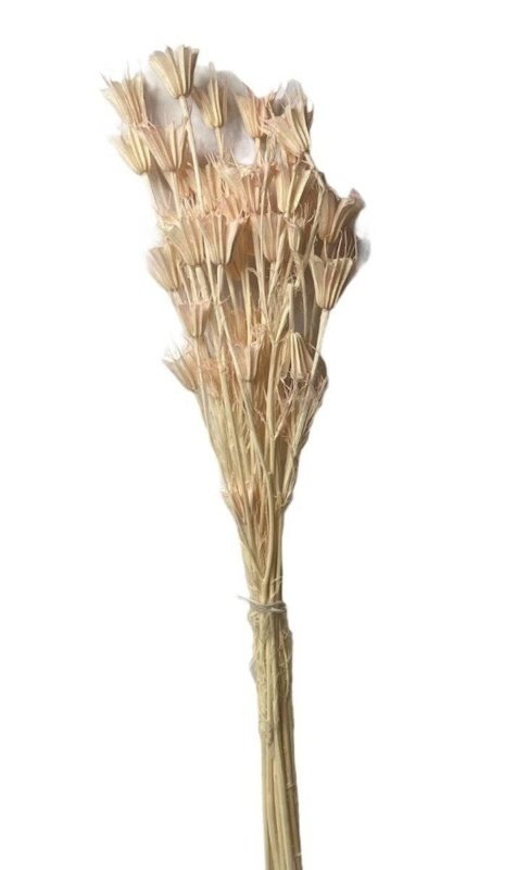 Octagon Flower (Nigella orientalis) - Dry Flowers Traders