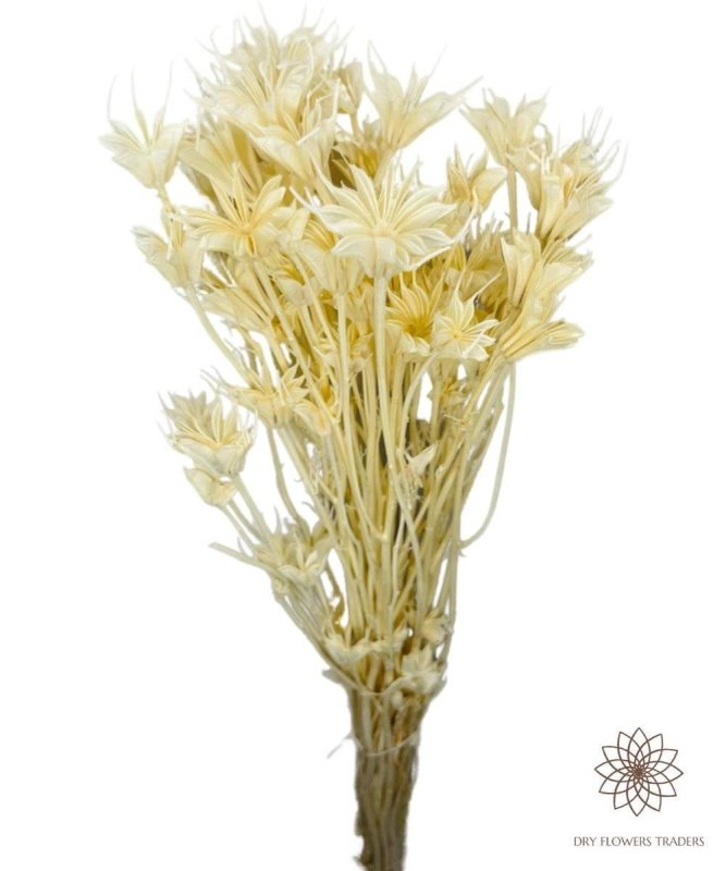 Octagon Flower (Nigella orientalis) - Dry Flowers Traders