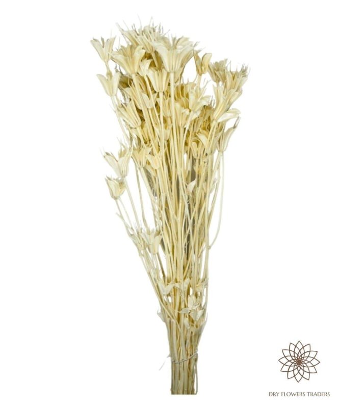 Octagon Flower (Nigella orientalis) - Dry Flowers Traders