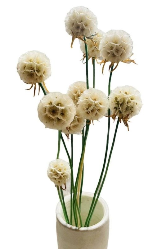 Preserved Scabiosa - Dry Flowers Traders