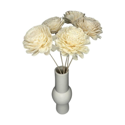 Ranunculus Asiaticus - Dry Flowers Traders