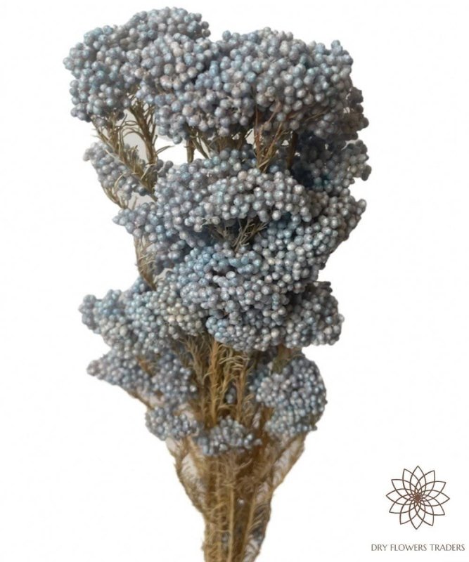 Rice Flower (Ozothamnus Diosmifolius) - Dry Flowers Traders