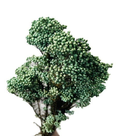 Rice Flower (Ozothamnus Diosmifolius) - Dry Flowers Traders