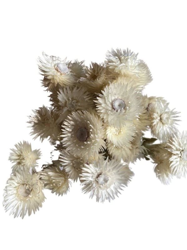 Rock Flower (Heath asters) - Dry Flowers Traders