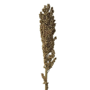Sorghum Bicolor - Dry Flowers Traders