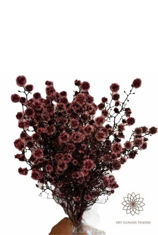 Stirlingia Latifolia - Dry Flowers Traders