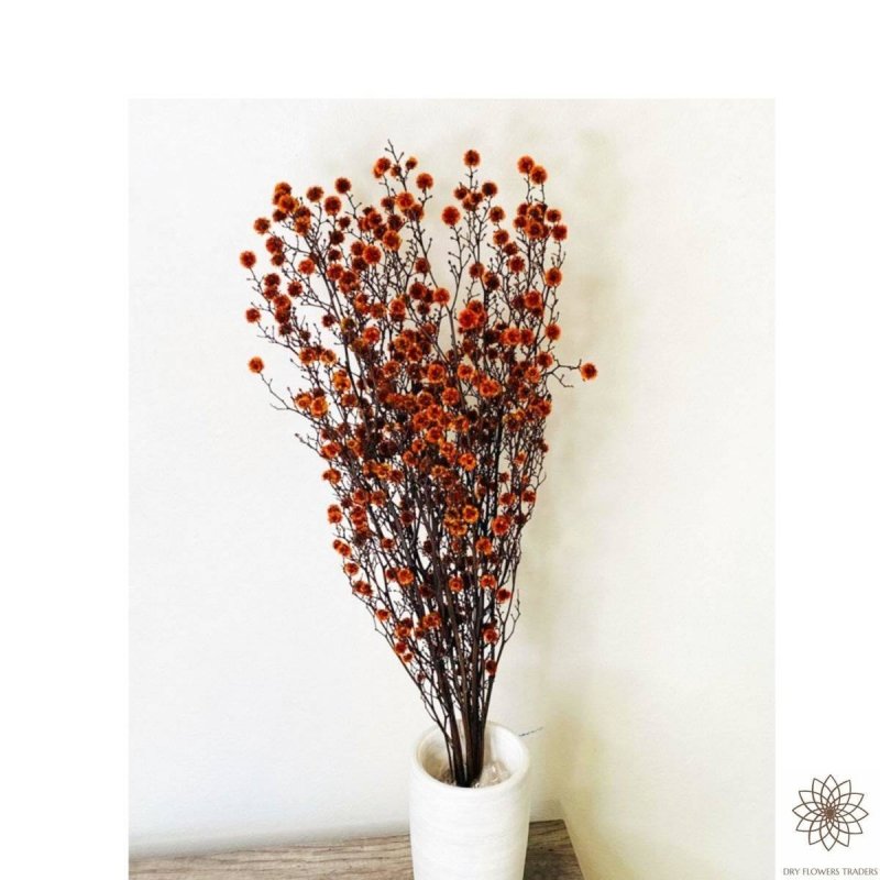 Stirlingia Latifolia - Dry Flowers Traders