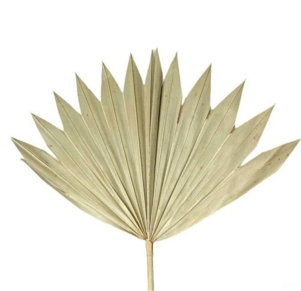 Suncut Palm Leave(Arecaceae) - Dry Flowers Traders