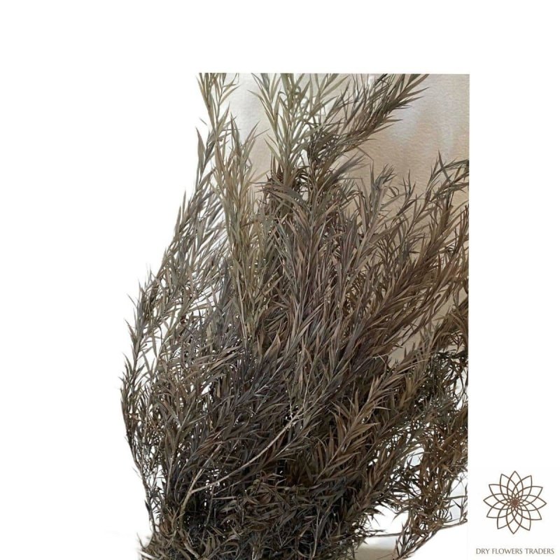 Tea Tree - Melaleuca alternifolia - Dry Flowers Traders