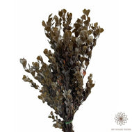 Templetonia Retusa - Dry Flowers Traders