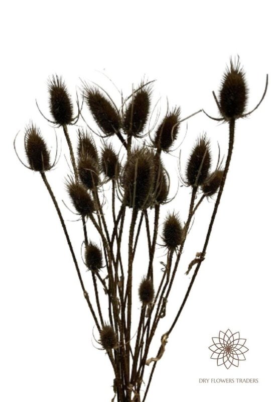 Thistle (Cirsium) - Dry Flowers Traders