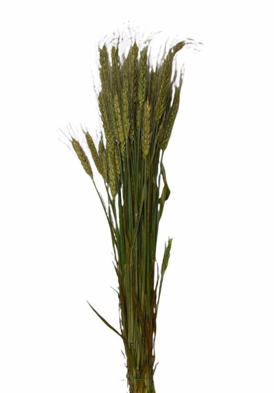 Wheat - Triticum - Dry Flowers Traders | Dried and Preserved Flowers